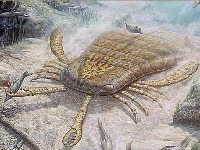 巨大海蝎化石首次发现于2007年德国,其体长达到2.