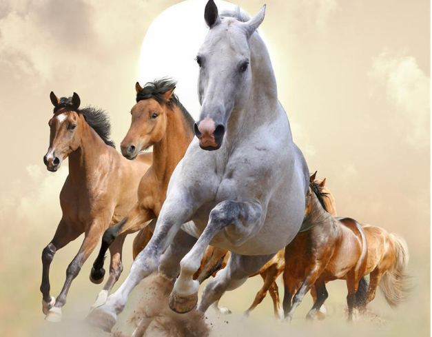 千里马之殇,文章虽短,道理很深