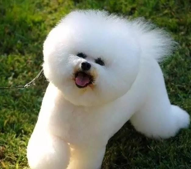 买泰迪犬好还是买比熊犬好