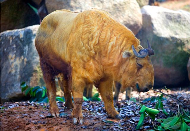 中国8大奇珍动物 再不爱护 就再也看不到了